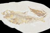 Lot: Green River Fossil Fish - Pieces #81291-2
